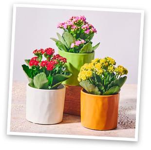 Kalanchoe