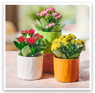 Kalanchoe