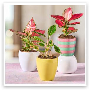 Aglaonema