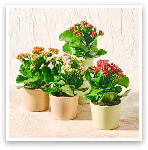 Kalanchoe