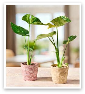 Monstera Thai Constellation