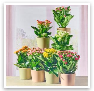 Kalanchoe Queen