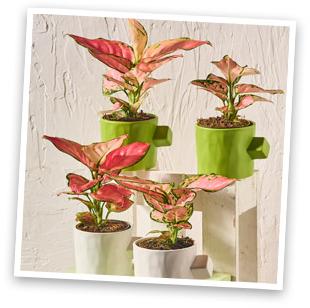 Aglaonema